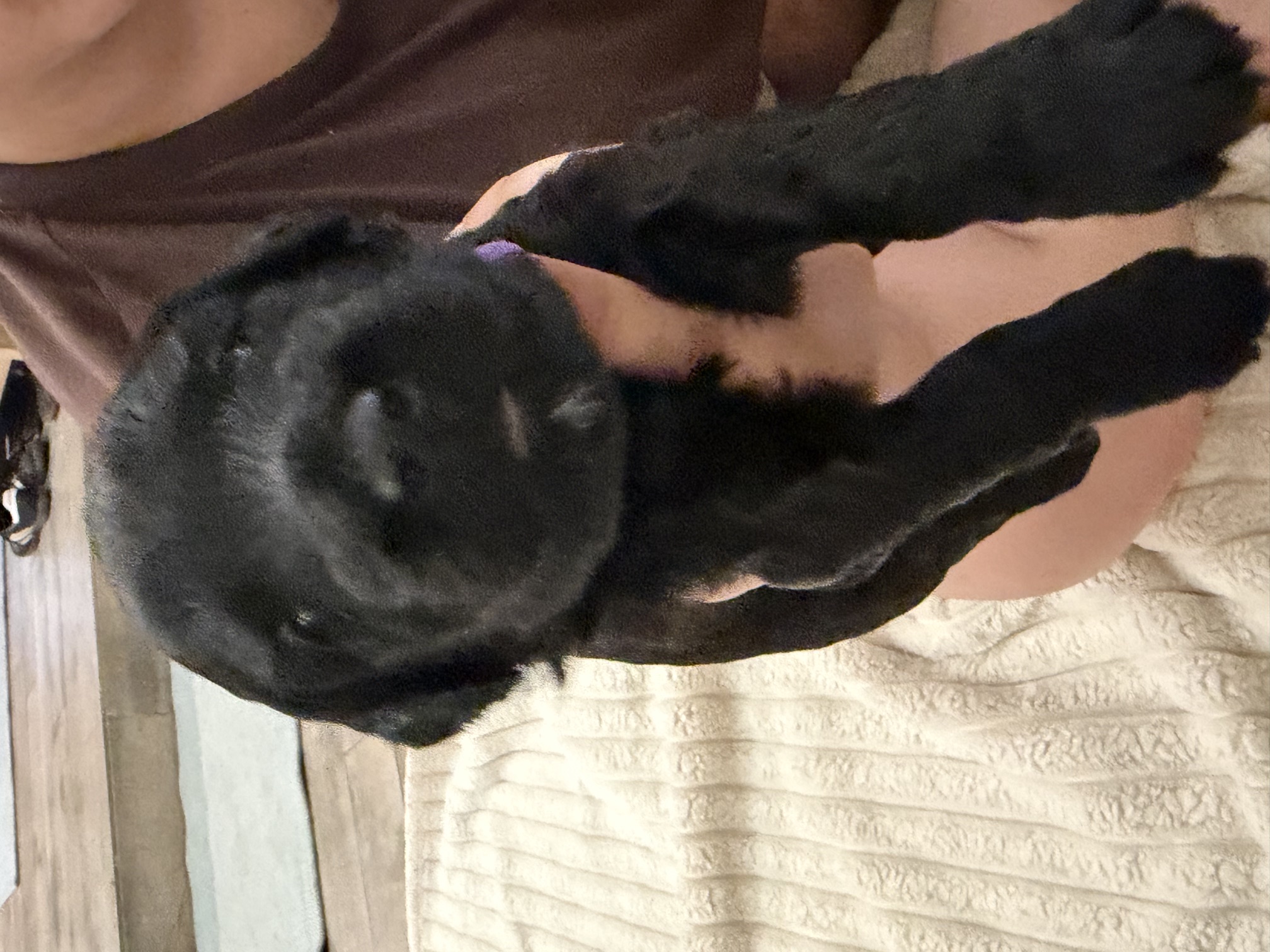 Purple Girl Giant Schnoodle puppy